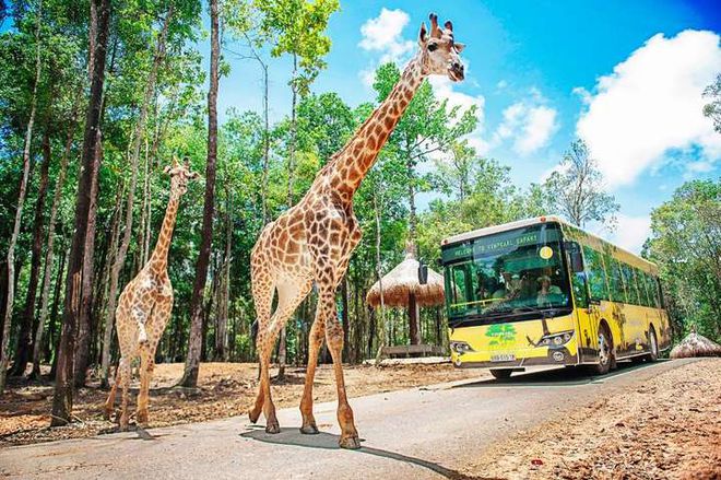 Vinpearl Safari - nơi lý tưởng để chiêm ngưỡng những loài động vật hoang dã