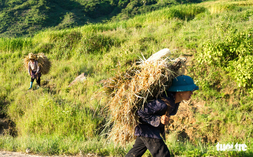 Thóc được phơi dọc vệ đường - Ảnh: NGUYỄN DUY