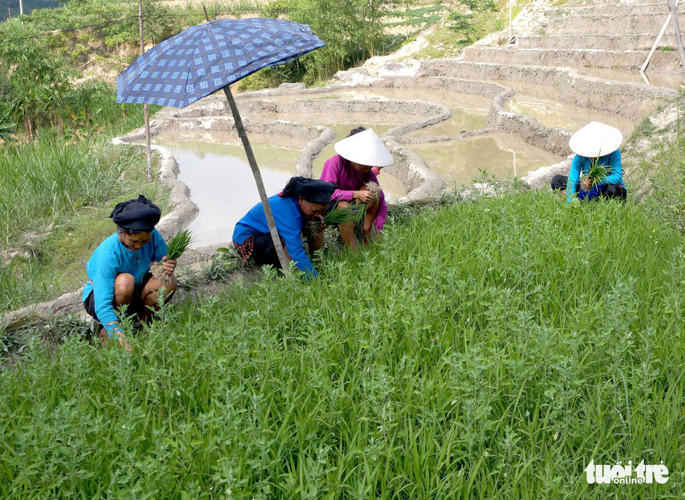 Thóc được phơi dọc vệ đường - Ảnh: NGUYỄN DUY