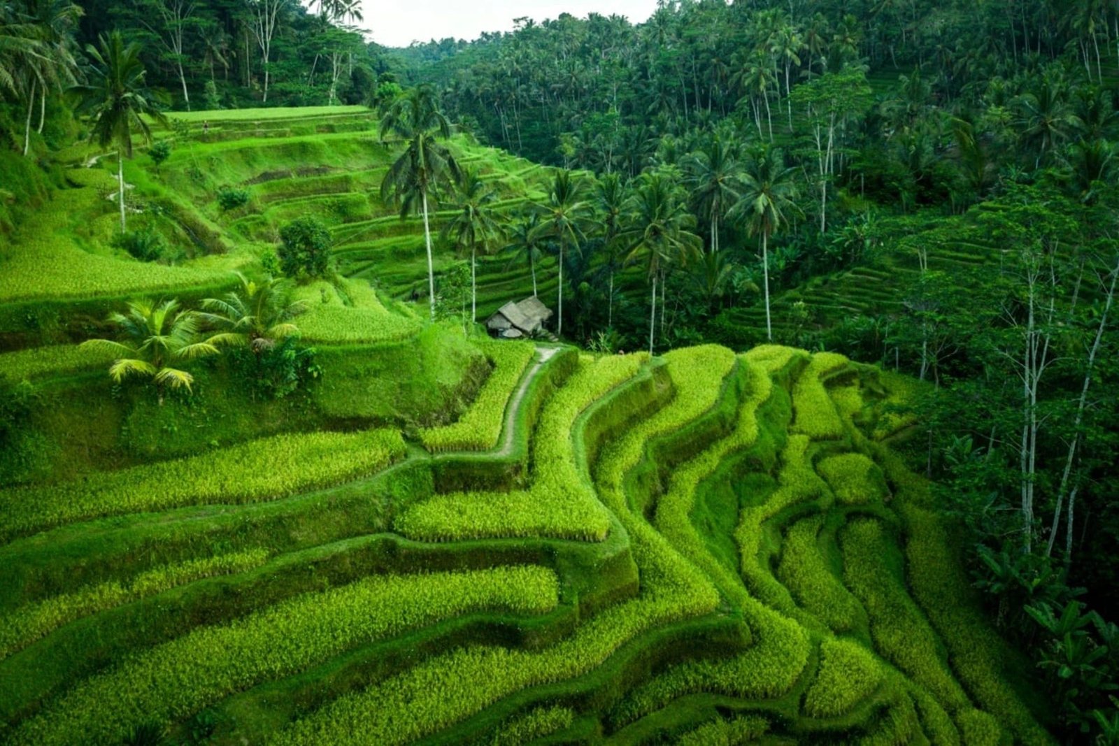 Đền và ruộng bậc thang Bali