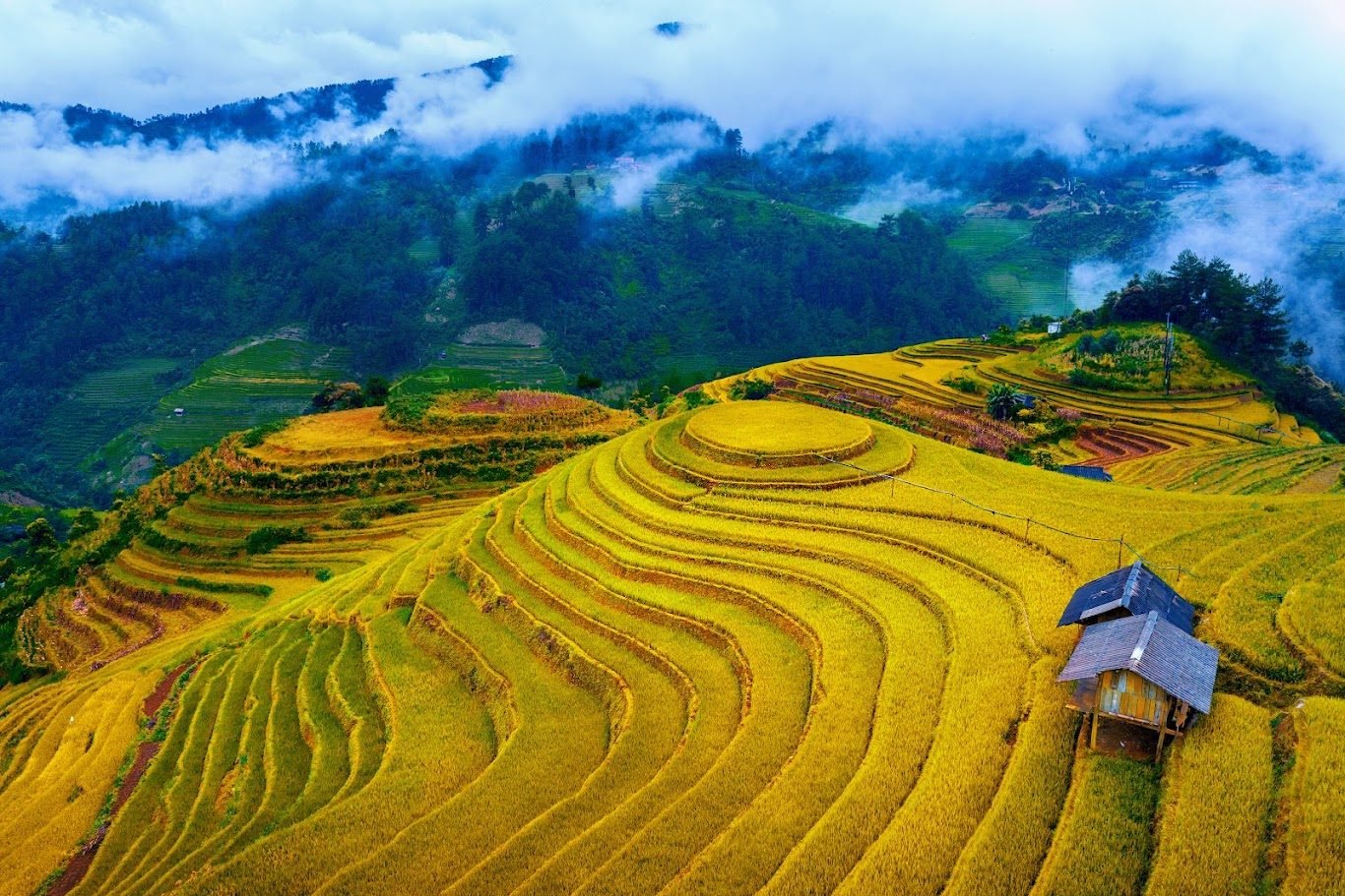 Ruộng bậc thang mùa lúa chín trải dài dưới lớp mây thấp vùng Tây Bắc
